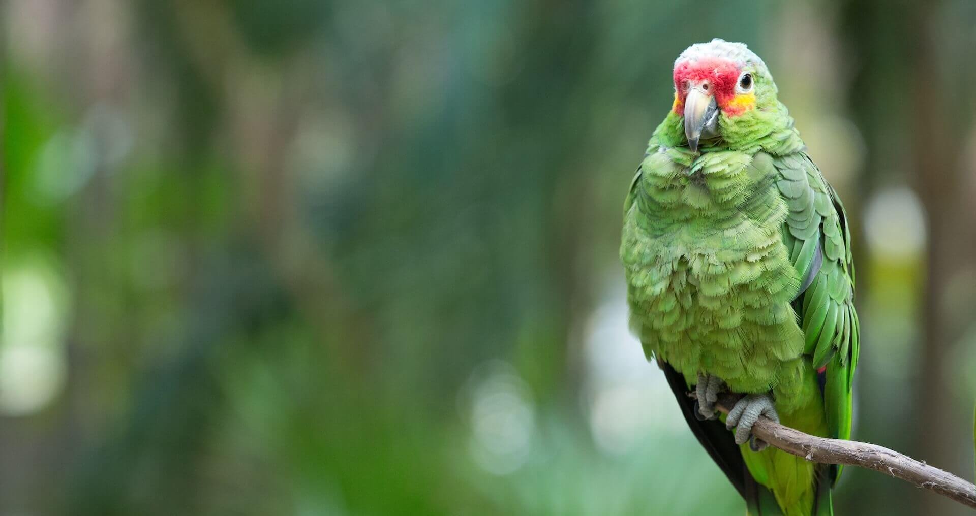 veterinarian in McFarland WI