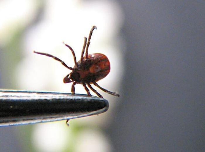 What Pet Owners Need to Know About Tick-Borne Diseases & Tick Prevention